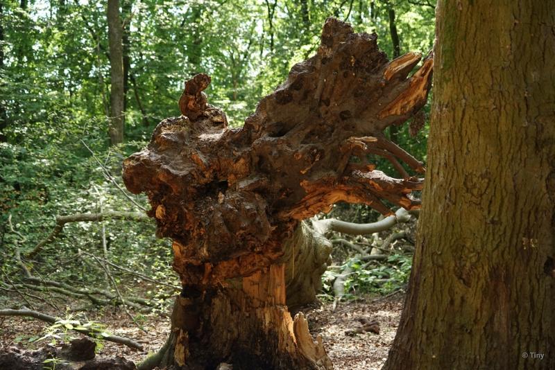 bdFoto 3.JPG - Gemeentehuizen in het bos